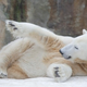 Illustration for article titled PETA Scientists Claim Knut Is Psychologically Disturbed